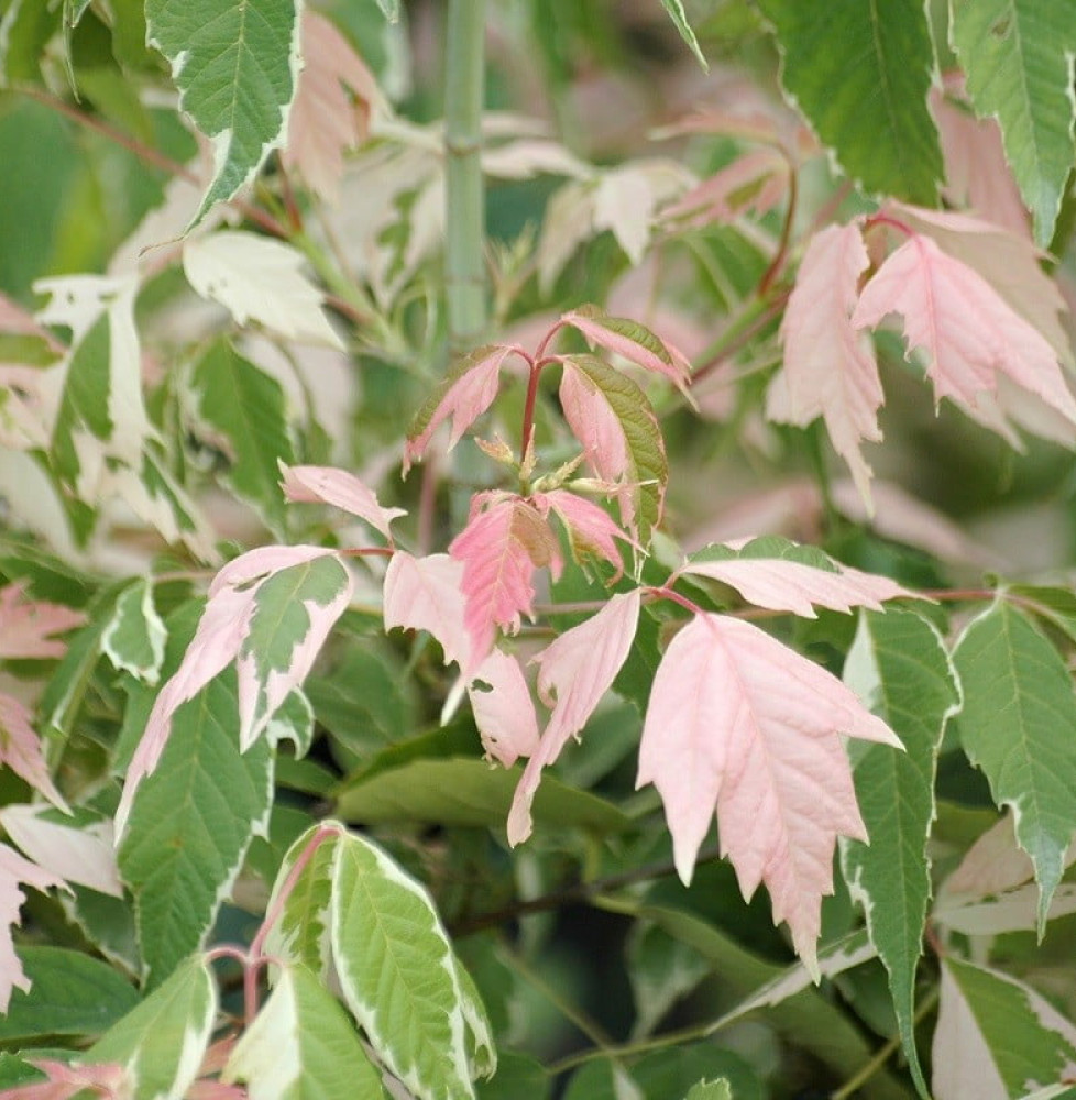 ACER negundo ‘Flamingo’  / Érable à feuille de frène