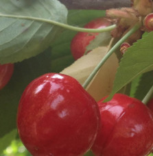 Prunus avium 'Summit' / Cerisier Summit