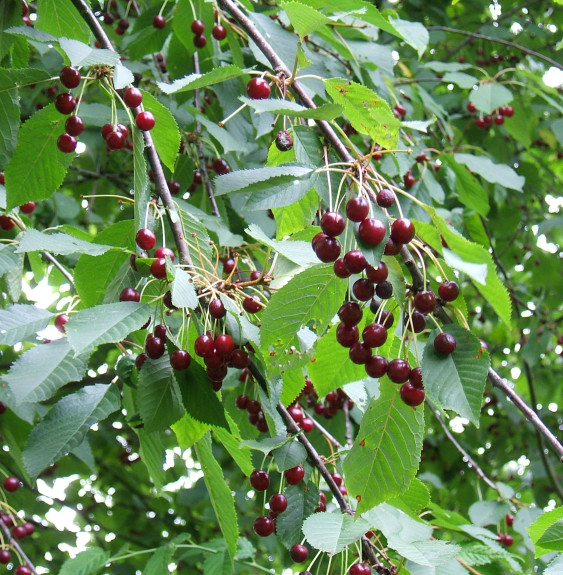 Prunus avium 'Van' / Cerisier Van