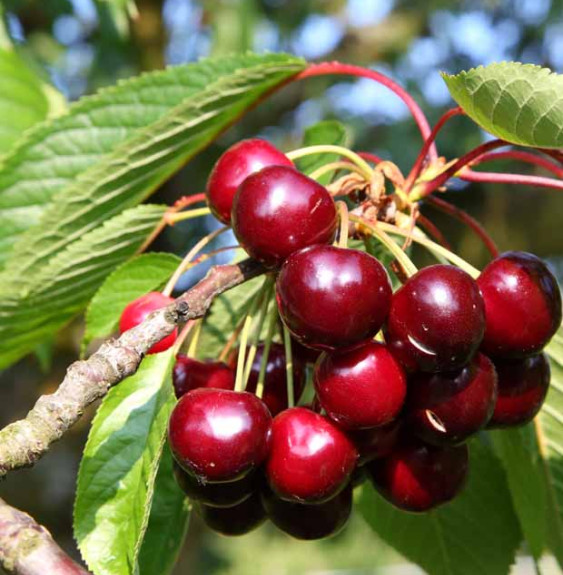 Prunus avium 'Van' / Cerisier Van