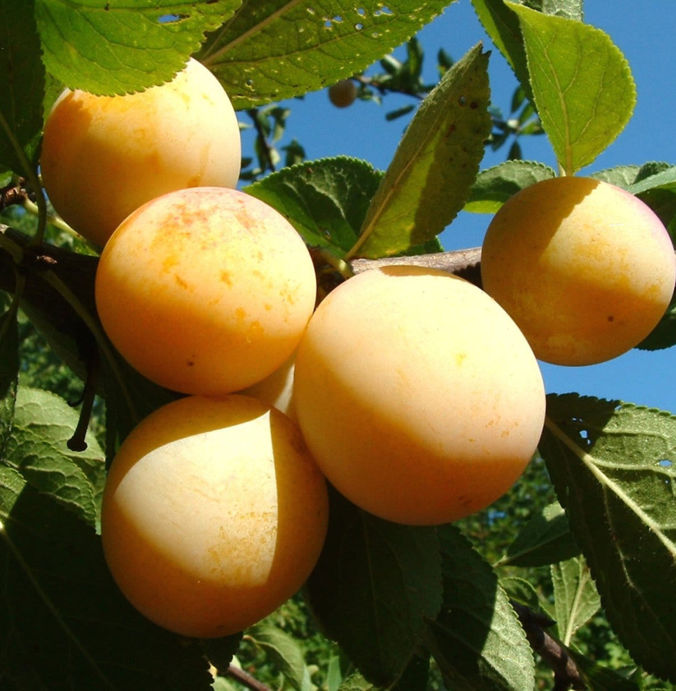 Prunus domestica  'Mirabelle de Nancy' / Mirabellier Mirabelle De Nancy