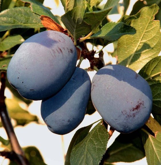 Prunus domestica 'Mr Hatif' / Prunier Monsieur Hâtif