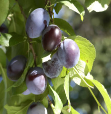 Prunus domestica 'Quetsche d’Alsace' / Prunier Quetsche d'Alsace