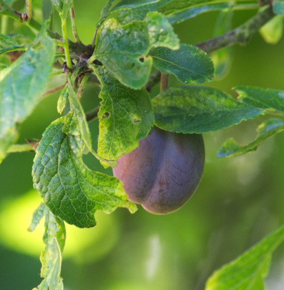 Prunus domestica 'Quetsche d’Alsace' / Prunier Quetsche d'Alsace