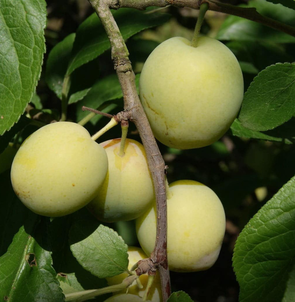 Prunus domestica 'Reine Claude d’oullins' / Prunier Reine Claude d'Oullins