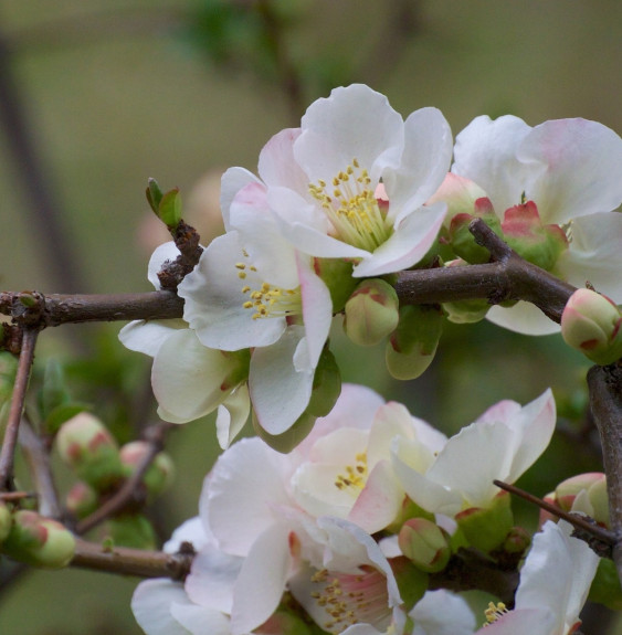 Pépinières Français PF_CHAENOMELE5 CHAENOMELES speciosa ‘Nivalis’ / Cognassier du Japon 'Nivalis'