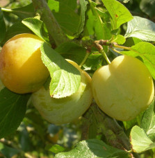 Prunus domestica 'Reine Claude d’oullins' / Prunier Reine Claude d'Oullins