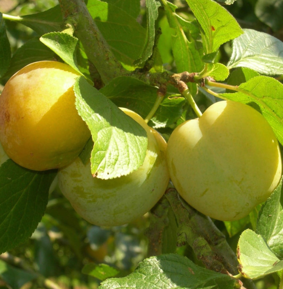 Prunus domestica 'Reine Claude d’oullins' / Prunier Reine Claude d'Oullins