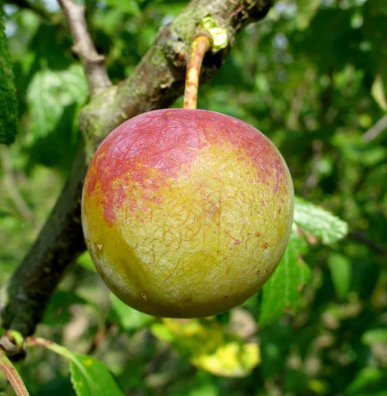 Prunus domestica 'Reine claude dorée' / Prunier Reine Claude dorée