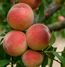 Prunus persica 'Amsden' / Pêcher Amsden