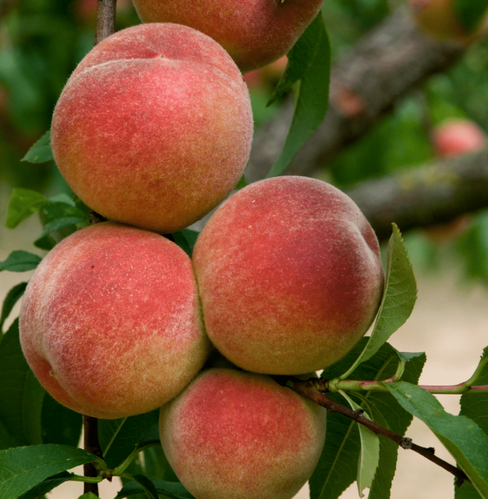 Prunus persica 'Amsden' / Pêcher Amsden