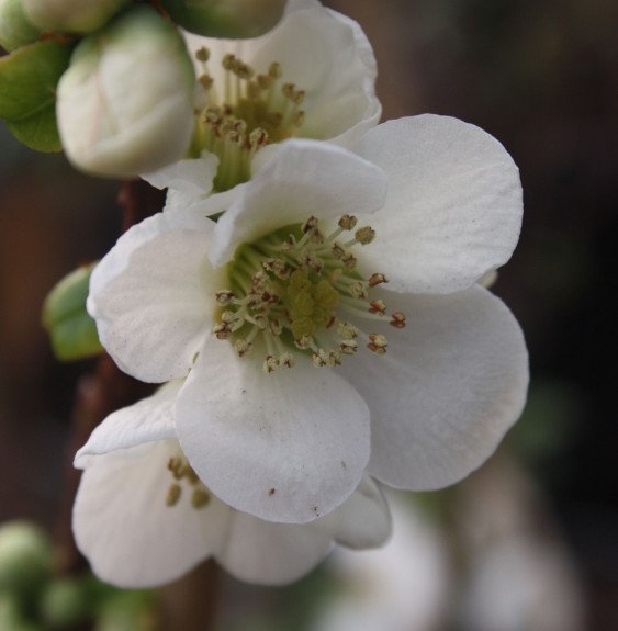 Pépinières Français PF_CHAENOMELE5 CHAENOMELES speciosa ‘Nivalis’ / Cognassier du Japon 'Nivalis'