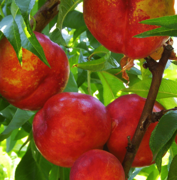 Prunus persica 'Fantasia' / Pecher Fantasia