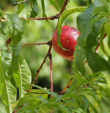 Prunus persica 'Nectarose' / Pecher Nectarose