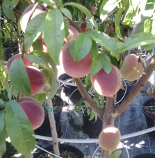 Prunus persica 'Redwing' / Pêcher Redwing