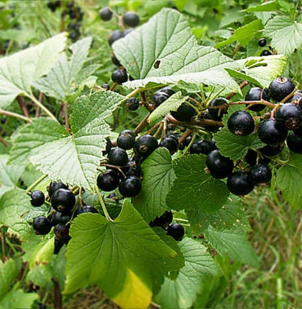 RIBES nigrum / Cassissier