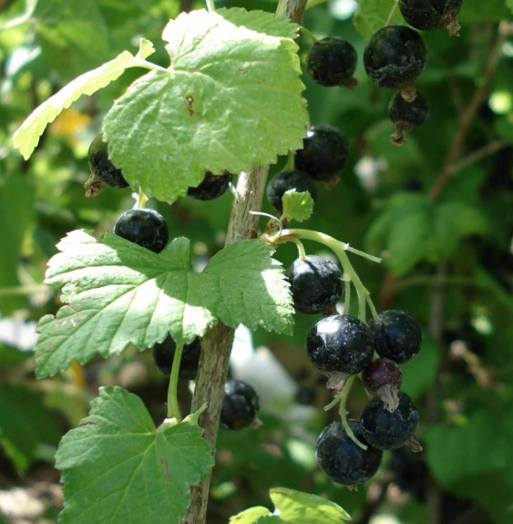 RIBES nigrum / Cassissier