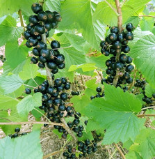 RIBES nigrum / Cassissier