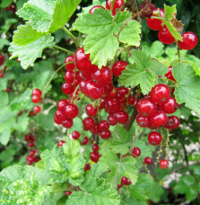 Ribes rubrum / Groseillier à grappes