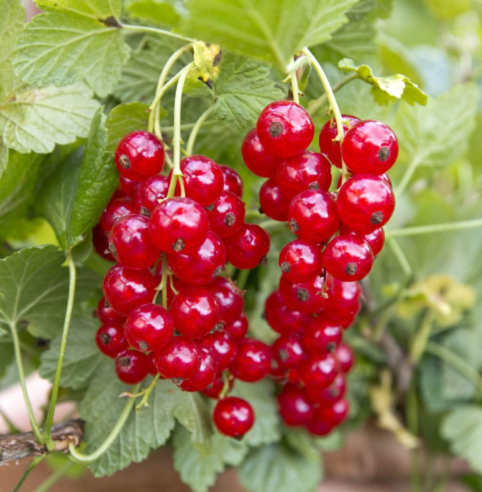 Ribes rubrum / Groseillier à grappes