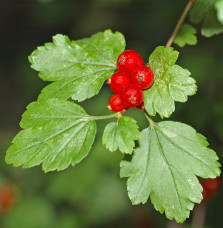 Ribes rubrum / Groseillier à grappes