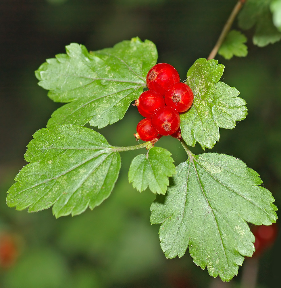 Ribes rubrum / Groseillier à grappes