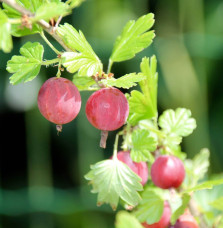 Ribes uva-crispa / Groseillier à maquereau