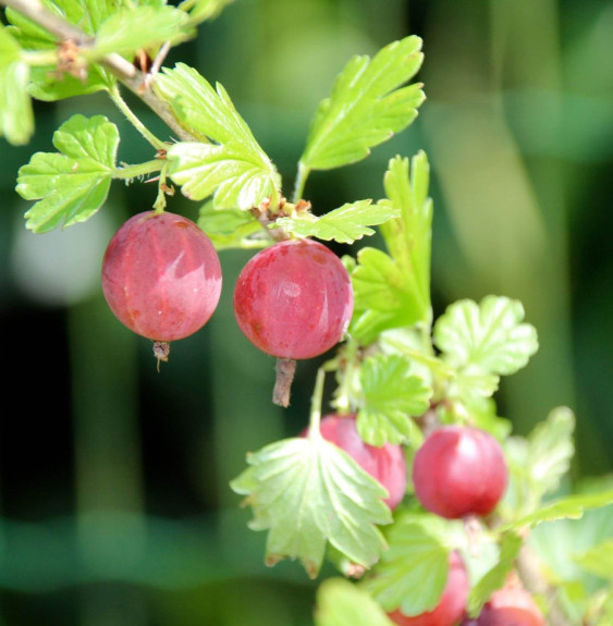 Pépinières Français PF_Ribes-uva Ribes uva-crispa / Groseillier à maquereau