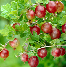 Ribes uva-crispa / Groseillier à maquereau