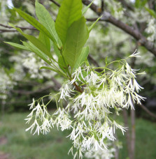 CHIONANTHUS virginicus  / Arbre de neige