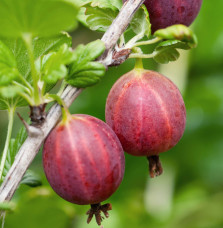 Ribes uva-crispa / Groseillier à maquereau