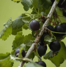 Pépinières Français PF_Ribes-x-cu Ribes x culverwellii / Caseilles