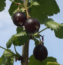 Pépinières Français PF_Ribes-x-cu Ribes x culverwellii / Caseilles