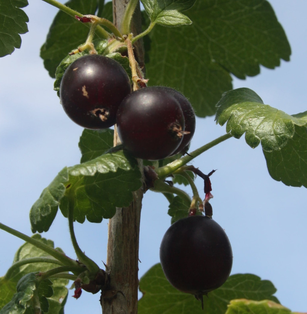 Pépinières Français PF_Ribes-x-cu Ribes x culverwellii / Caseilles