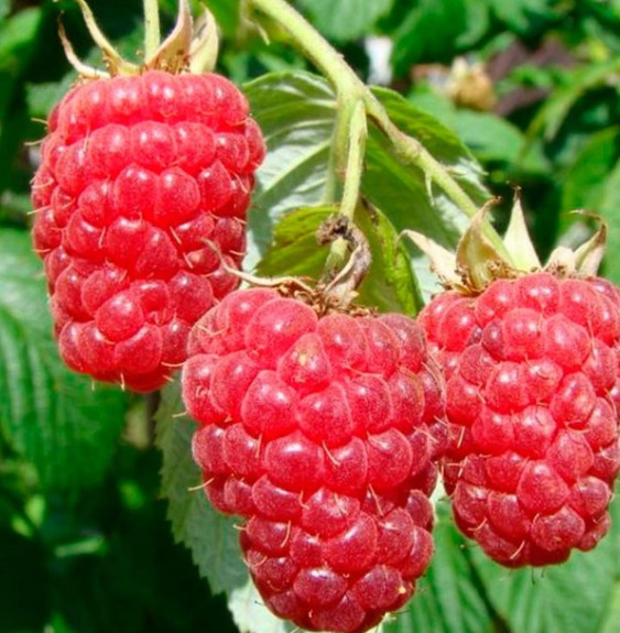 Rubus idaeus 'Autumn Bliss' / Framboisier Autumn Bliss