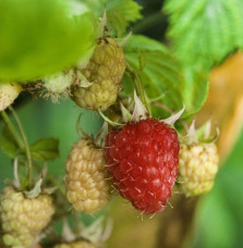 Rubus idaeus 'Zeva' / Framboisier Zeva