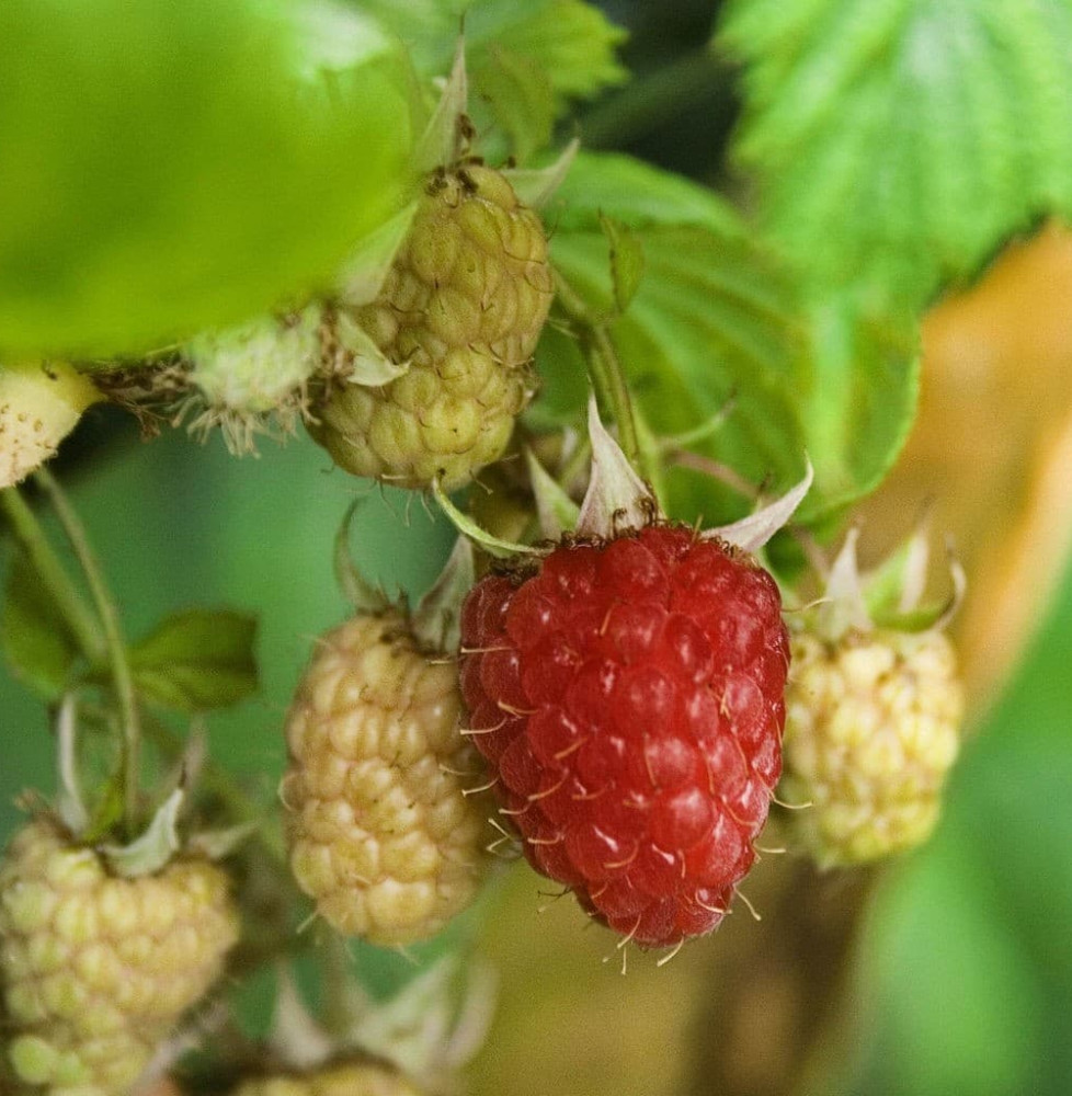 Rubus idaeus 'Zeva' / Framboisier Zeva