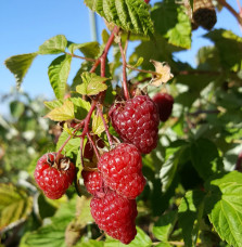 Rubus idaeus 'Zeva' / Framboisier Zeva