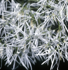 CHIONANTHUS virginicus  / Arbre de neige