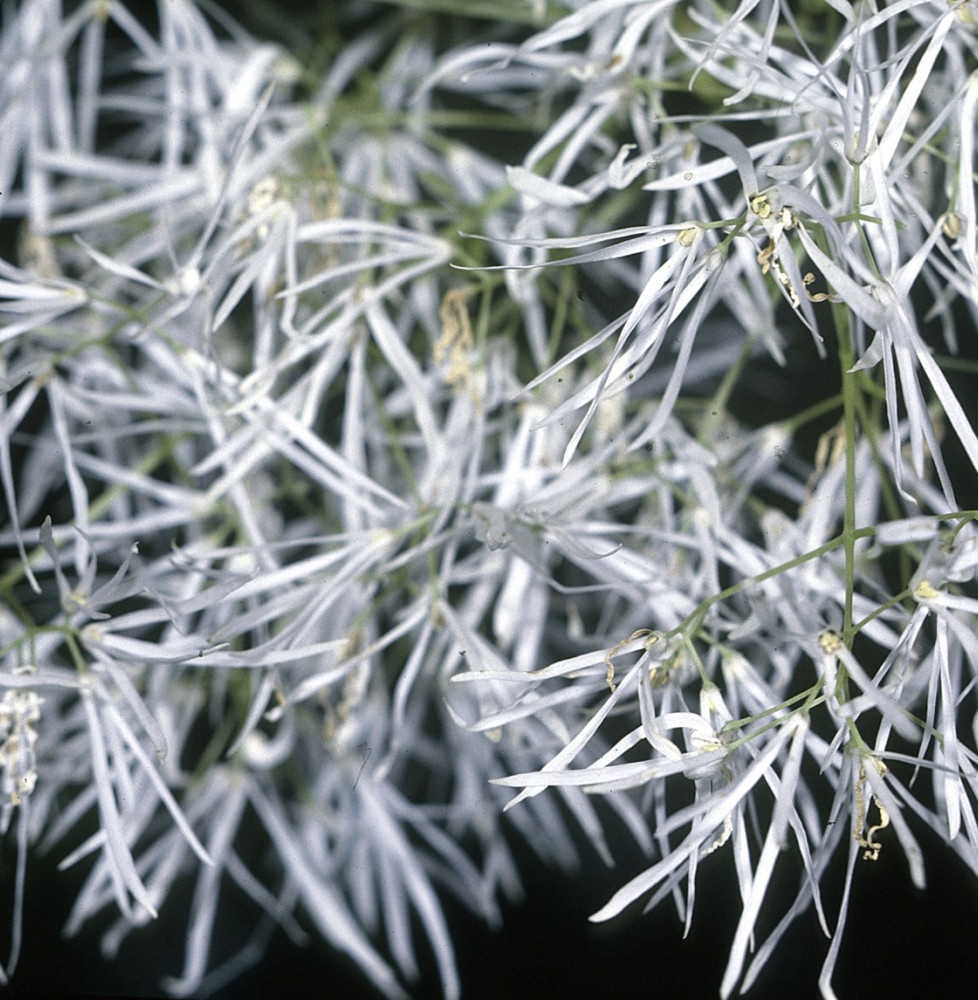 CHIONANTHUS virginicus  / Arbre de neige