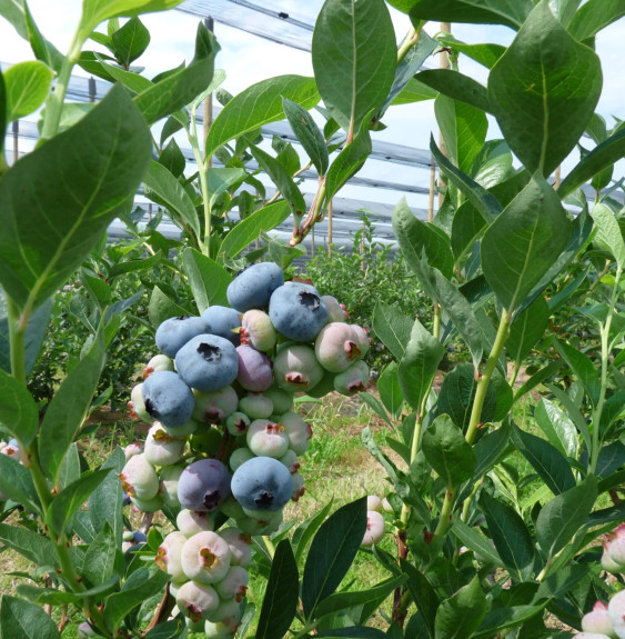 Vaccimun corymbosum  / Myrtille d'Amérique