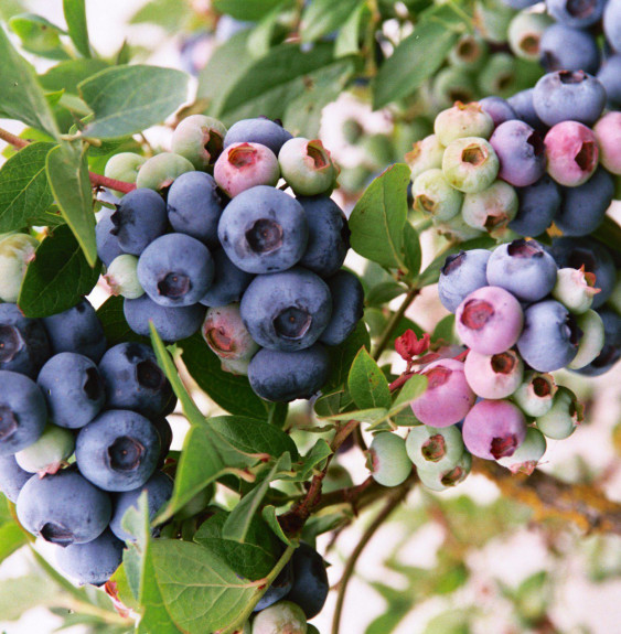 Vaccimun corymbosum  / Myrtille d'Amérique