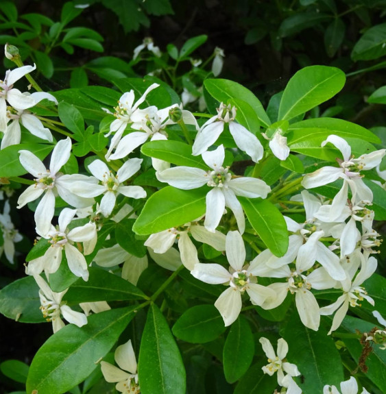 CHOISYA ternata    / Oranger du Mexique