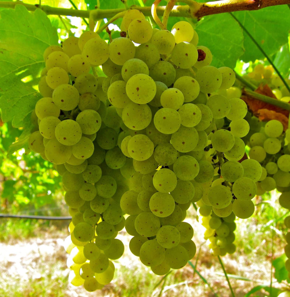 Vitis vinifera Muscat blanc / Vigne Muscat blanc