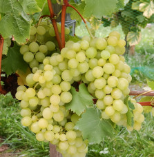 Vitis vinifera Muscat blanc / Vigne Muscat blanc