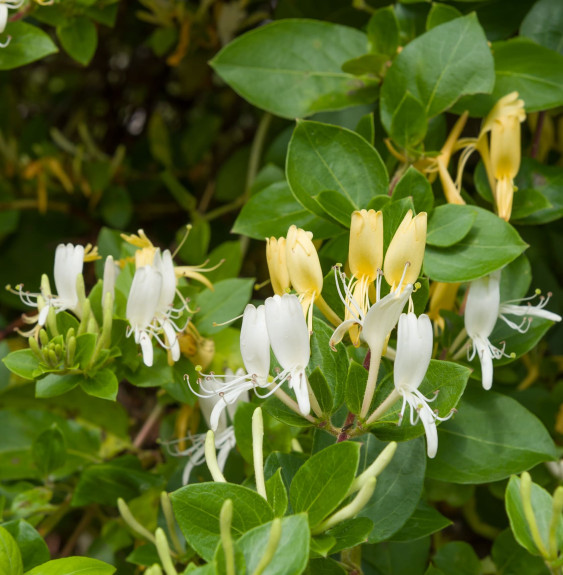 LONICERA  japonica ‘Halliana’  / Chèvrefeuille du Japon 'Halliana'