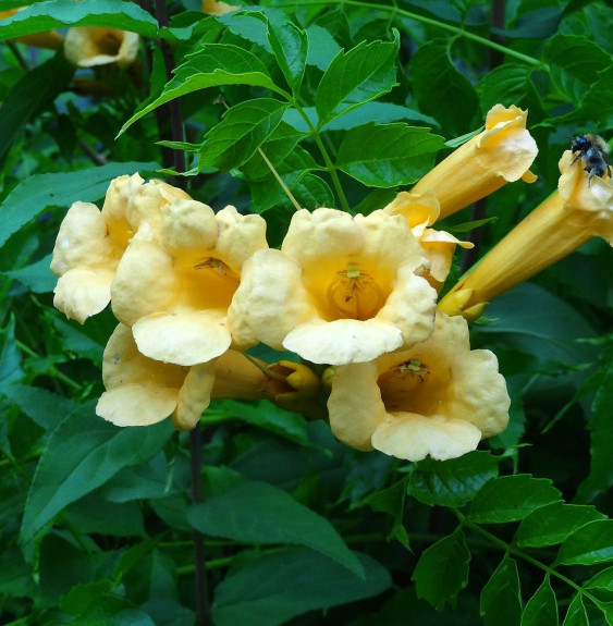 CAMPSIS x radicans ‘Yellow Trumpet’ / Bignone, Trompette de Virginie 'Yellow Trumpet'