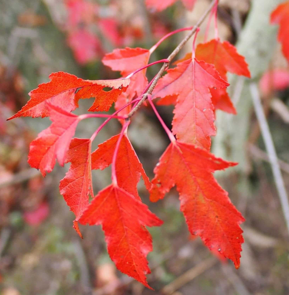 ACER tataricum ‘Ginnala' / Érable du fleuve Amour