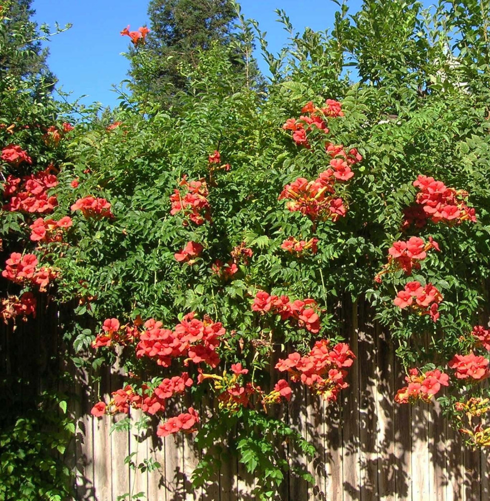 CAMPSIS x tagliabuana ‘Mme Galen’ / Bignone 'Mme Galen'