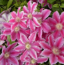 Clematis  / Clématite Caduque